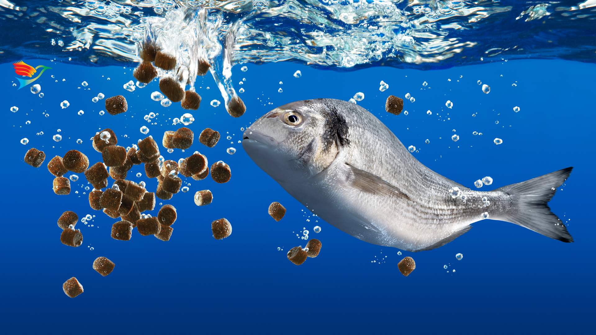 Aqua Feed Supplements