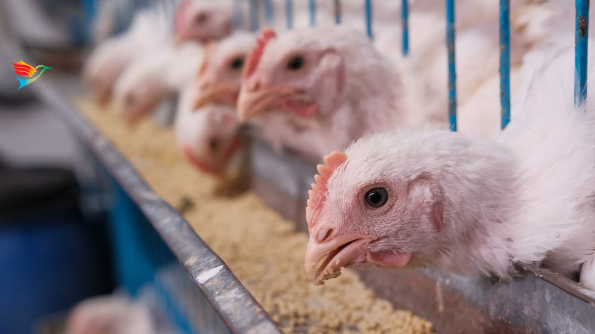 Poultry Feed Supplements Poultry Feed Supplements